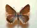 Polyommatus bellargus (verso, aberration) 2 (Internet Image property of respective owner, non-commercial use only)